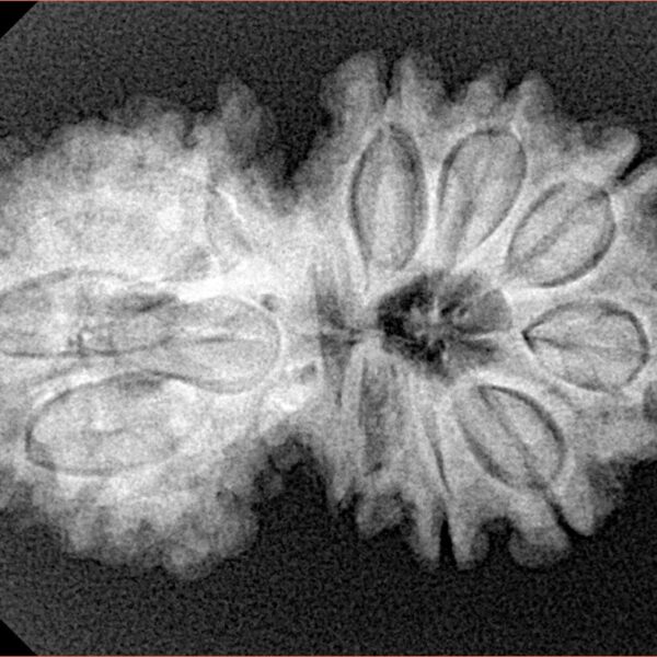 14 Mk Gaurishankar 30.6mm 4.9gm - Xray