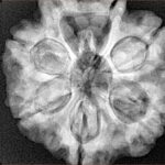 7 Mukhi Rudraksha 28.3mm 7.68gm - Xray