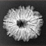 9 Mukhi Rudraksha 22.4mm 3.24gm - Xray