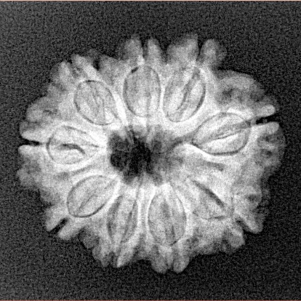 9 Mukhi Rudraksha 22.4mm 3.24gm - Xray