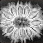 12 Mukhi Rudraksha 29mm 5.78gm - Xray