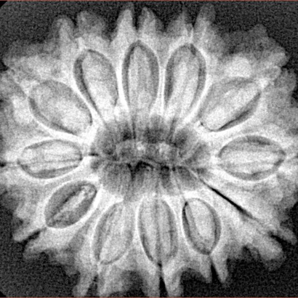 12 Mukhi Rudraksha 29mm 5.78gm - Xray
