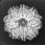 8 Mukhi Rudraksha 22.3mm 3.38gm - Xray