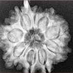 9 Mukhi Ganesh 29.2mm 5.16gm - Xray