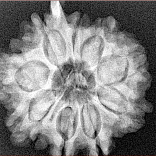 9 Mukhi Ganesh 29.2mm 5.16gm - Xray