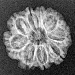 9 Mukhi Rudraksha 20.6mm 2.34gm - Xray
