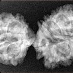 16 MK Gaurishankar 37.8mm 5.25gm - Xray