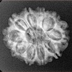 10 Mukhi Rudraksha 23.9mm 3.1gm - Xray
