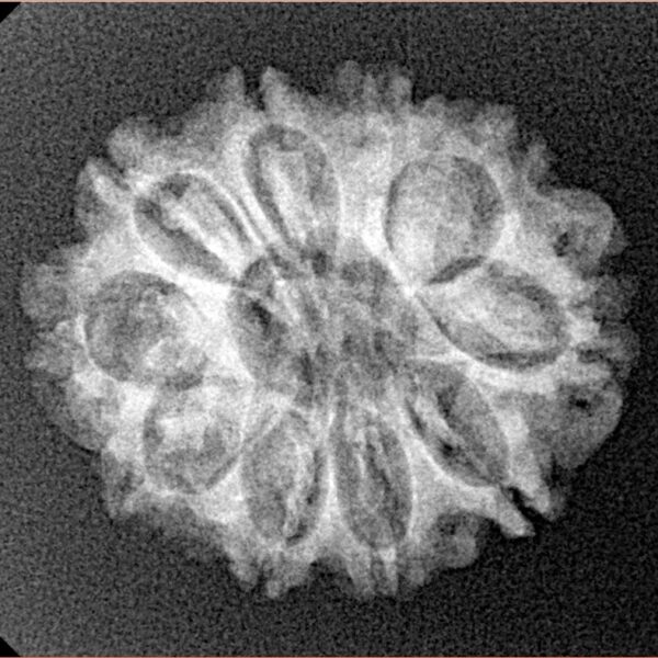 10 Mukhi Rudraksha 23.9mm 3.1gm - Xray