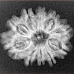 10 Mukhi Rudraksha 24.1mm 3.36gm - Xray