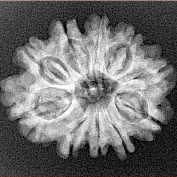 10 Mukhi Rudraksha 24.1mm 3.36gm - Xray