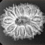 12 Mukhi Rudraksha 26mm 3.55gm - Xray