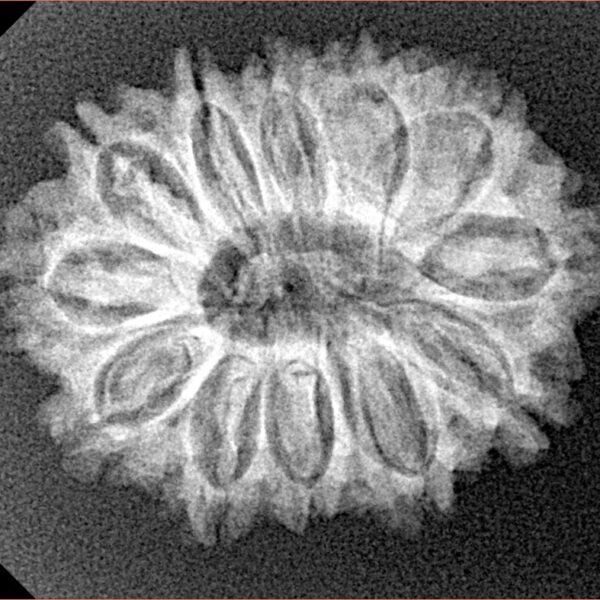 12 Mukhi Rudraksha 26mm 3.55gm - Xray