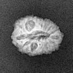 14 Mukhi Rudraksha 15.3mm 1gm - Xray