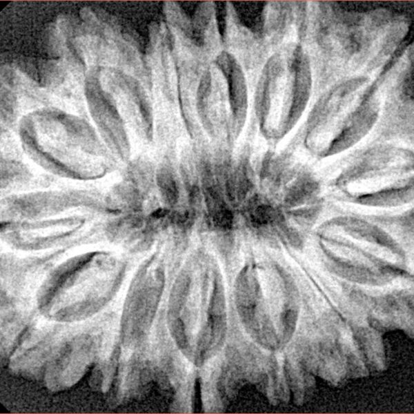 14 Mukhi Rudraksha 34.1mm 6.8gm - Xray