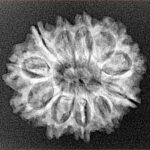 11 Mukhi Rudraksha 24mm 2.94gm - Xray