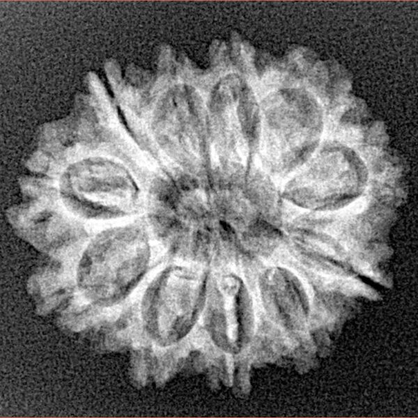 11 Mukhi Rudraksha 24mm 2.94gm - Xray