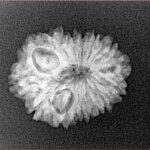 14 Mukhi Rudraksha 20.8mm 2.18gm - Xray