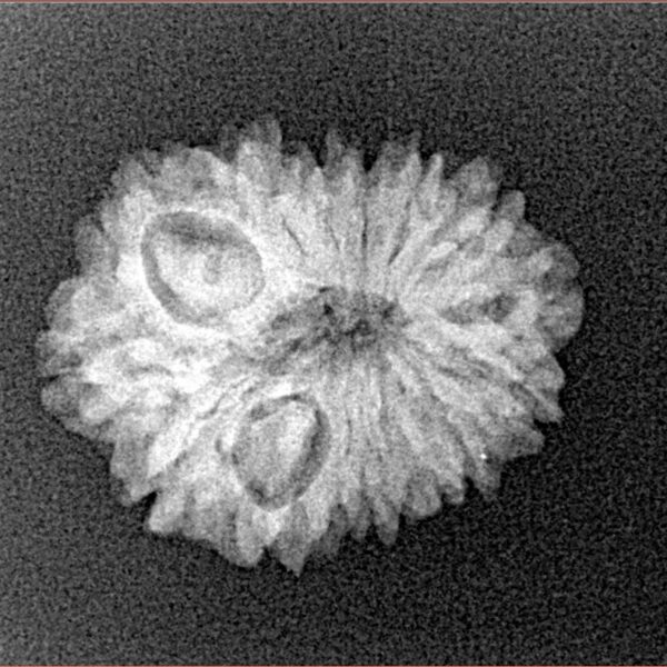 14 Mukhi Rudraksha 20.8mm 2.18gm - Xray