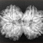 8 MK Gaurishankar 28mm 4.71gm - Xray