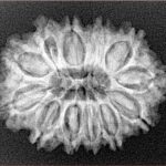 12 Mukhi Rudraksha 27.5mm 3.91gm - Xray