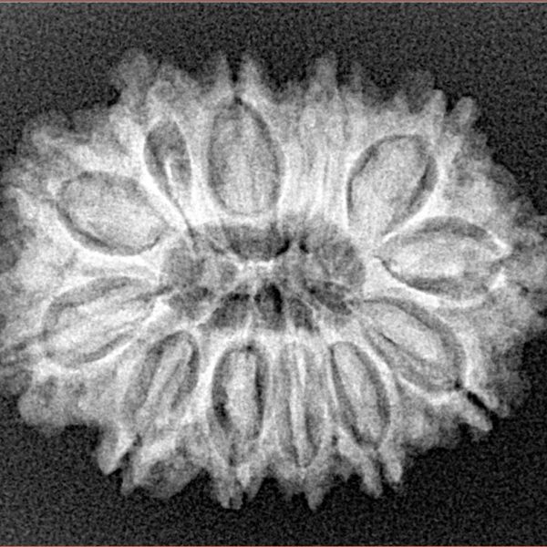 12 Mukhi Rudraksha 27.5mm 3.91gm - Xray