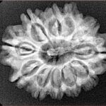 11 Mukhi Rudraksha 26.7mm 4gm - Xray