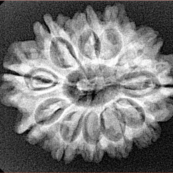 11 Mukhi Rudraksha 26.7mm 4gm - Xray
