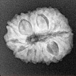 14 Mukhi Rudraksha 21.1mm 2.64gm - Xray