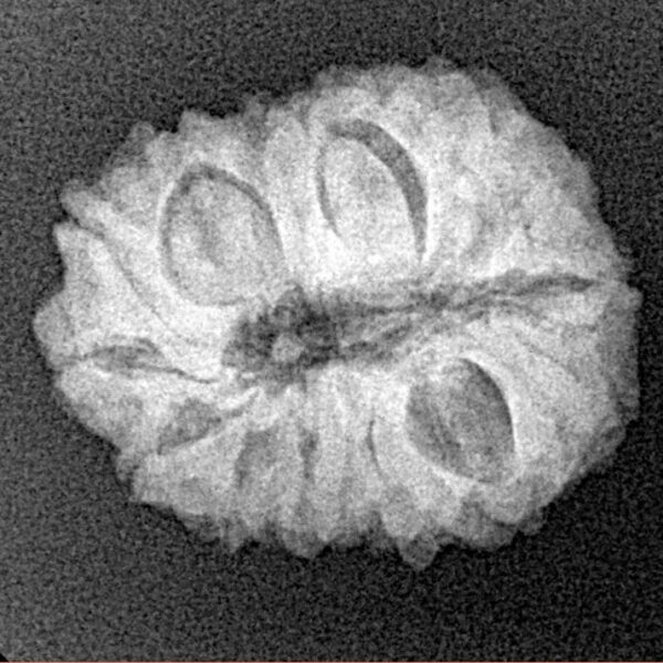14 Mukhi Rudraksha 21.1mm 2.64gm - Xray