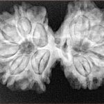 10 Mk Gaurishankar 34mm 6.28gm - Xray