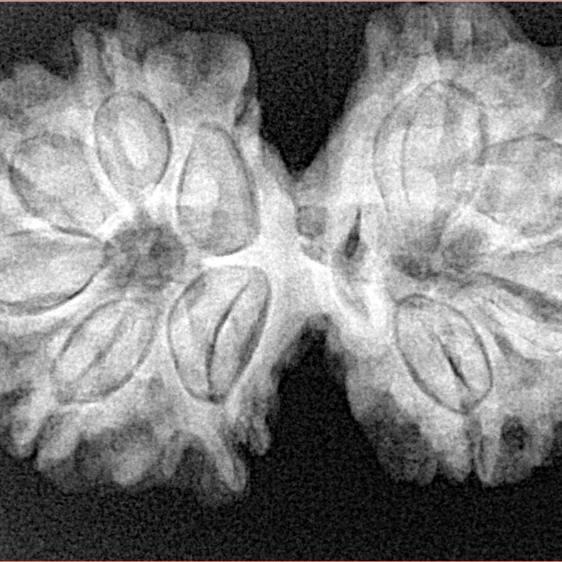 10 Mk Gaurishankar 34mm 6.28gm - Xray