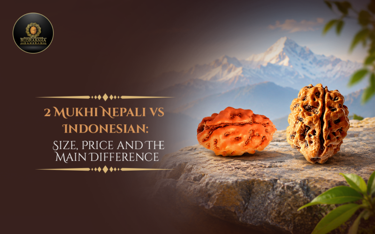 2 Mukhi Nepali vs Indonesian: Size, Price and The Main Difference 