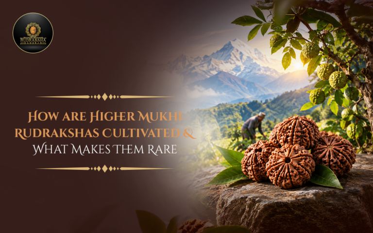 How Are Higher Mukhi Rudrakshas Cultivated & What Makes Them Rare? 