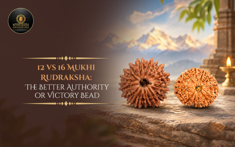 12 vs 16 Mukhi Rudraksha: The Better Authority or Victory Bead