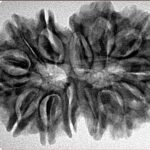14 Mk Gaurishankar 33.6mm 5.93gm - Inverse xray