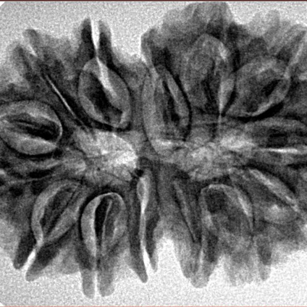 14 Mk Gaurishankar 33.6mm 5.93gm - Inverse xray