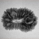 16 Mukhi Rudraksha 23.8mm 2.54gm - Inverse xray