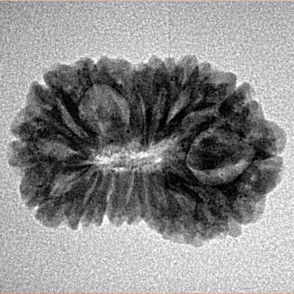 16 Mukhi Rudraksha 23.8mm 2.54gm - Inverse xray