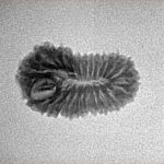 22 Mukhi Rudraksha 19.5mm 1.14gm - Inverse xray