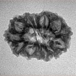 14 Mukhi Rudraksha 23.1mm 1.87gm - Inverse xray