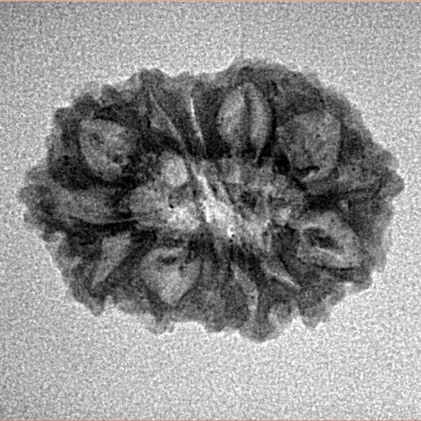 14 Mukhi Rudraksha 23.1mm 1.87gm - Inverse xray