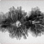 14 Mukhi Trijuti 32.3mm 4.8gm - Inverse xray