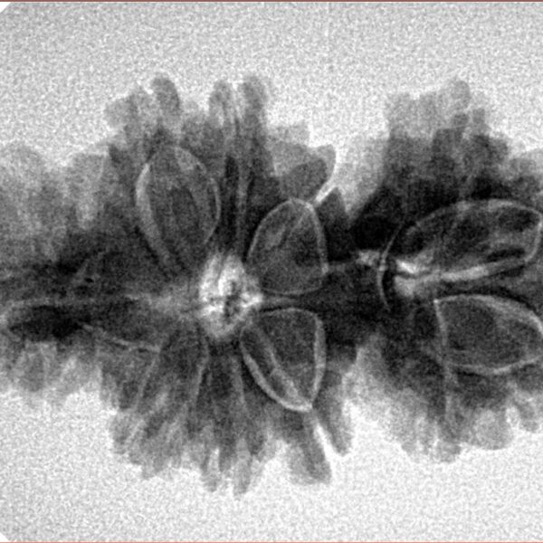 14 Mukhi Trijuti 32.3mm 4.8gm - Inverse xray