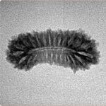 27 Mukhi Rudraksha 23.1mm 1.23gm - Inverse xray
