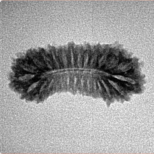 27 Mukhi Rudraksha 23.1mm 1.23gm - Inverse xray