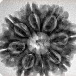 8 Mukhi Rudraksha 27.7mm 5.49gm - Inverse xray