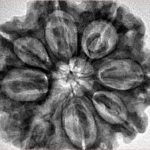 8 Mukhi Rudraksha 30.6mm 7.52gm - Inverse xray