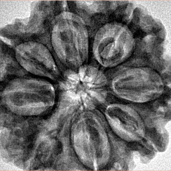 8 Mukhi Rudraksha 30.6mm 7.52gm - Inverse xray