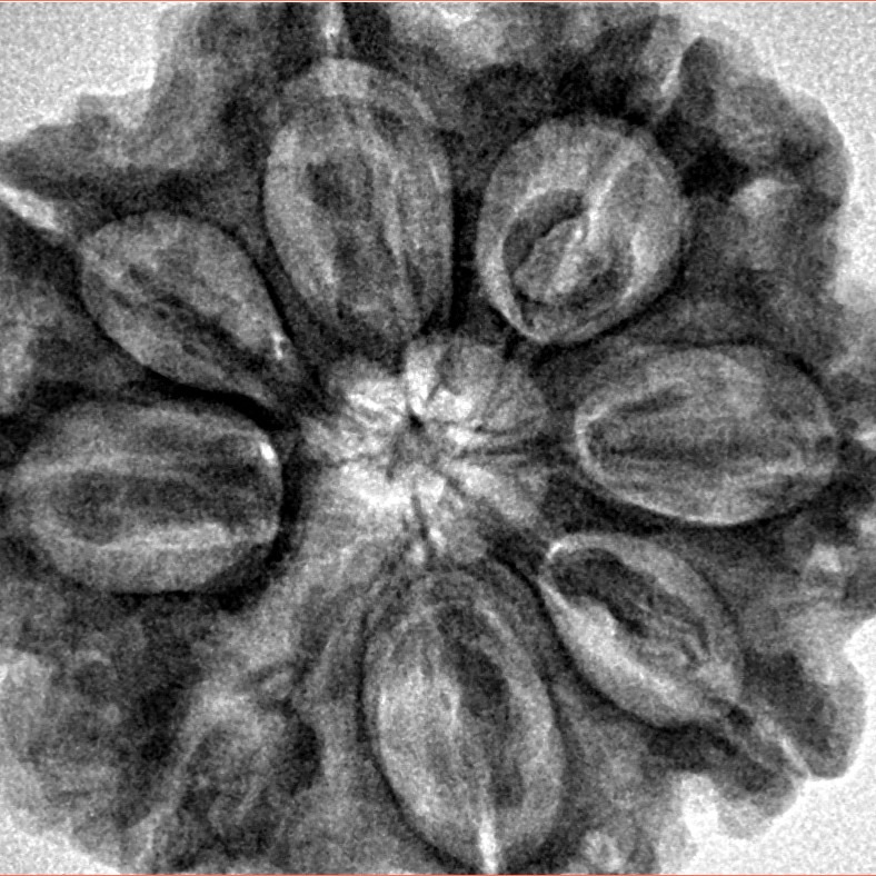 8 Mukhi Rudraksha 30.6mm 7.52gm - Inverse xray